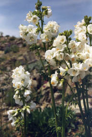 Polemonium caeruleum 'Album'